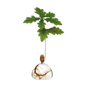 Acorn Vase - Clear