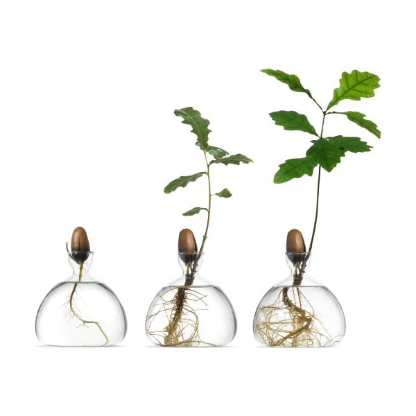Acorn Vase - Clear
