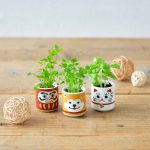 Lucky Mini Planter Kit - Daruma / Basil