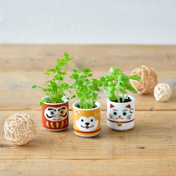 Lucky Mini Planter Kit - Daruma / Basil