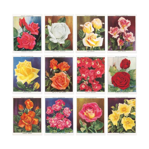 The Rose Book - Hardcover