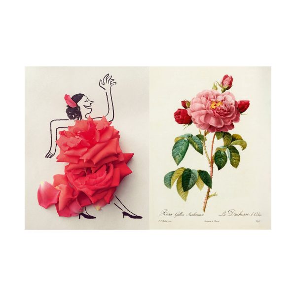 The Rose Book - Hardcover